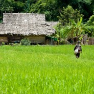 Le Nord Historique de la Thaïlande