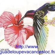 LOCATION DE VACANCES GUADELOUPE