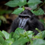 Sulawesi, L’intrigant paradis vert