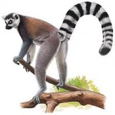 Un voyage des plus authentique à Madagascar