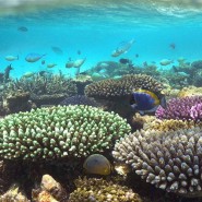 Voyagez en Indonésie et découvrez l’association Coral Guardian