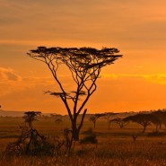 Safari en Afrique du Sud, partez à la rencontre de la nature sauvage de l’Afrique