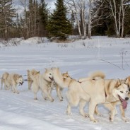 Expédition en traîneau à chiens