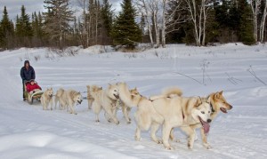 Traineau-chiens-quebec01