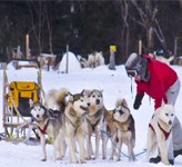 Expédition en traîneau à chiens