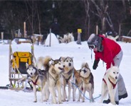 Expédition en traîneau à chiens