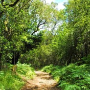 La Gomera, un paradis pour les amoureux de la nature!