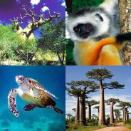 A la rencontre de la faune et la flore de Madagascar