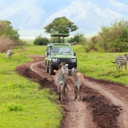 Safari africain dans le Botswana
