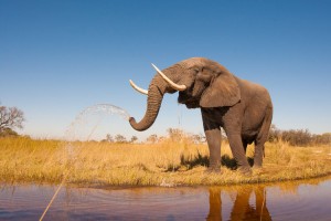 elephant botswana