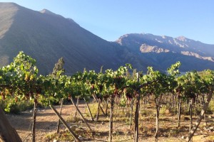 vignes