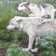 Le Loup et le Chien