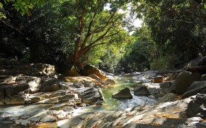 Rivière-en-forêt-tropicale-autour-de-Deshaies