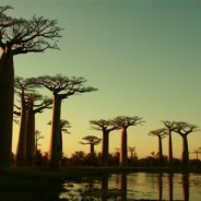 SA MAJESTE LE BAOBAB