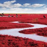 Le vin et la cuisine bulgares