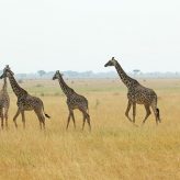 Quelle découverte vous attend au Serengeti ?