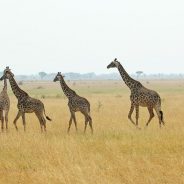 Quelle découverte vous attend au Serengeti ?
