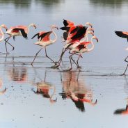 La côte de la “Lumière” et l’Andalousie Occidentale : une diversité naturelle aussi impressionnante que ses richesses culturelles.