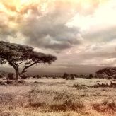 Safari en Afrique : Que mettre dans les valises ?