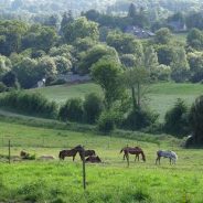 Le Centre Equestre de la Lys est situé au cœur de la Suisse Normande