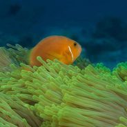 Pratiquez la plongée sous-marine de manière sportive