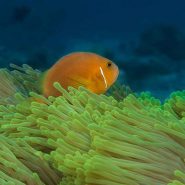 Pratiquez la plongée sous-marine de manière sportive