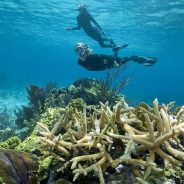 Pratiquez la plongée sous-marine de manière sportive